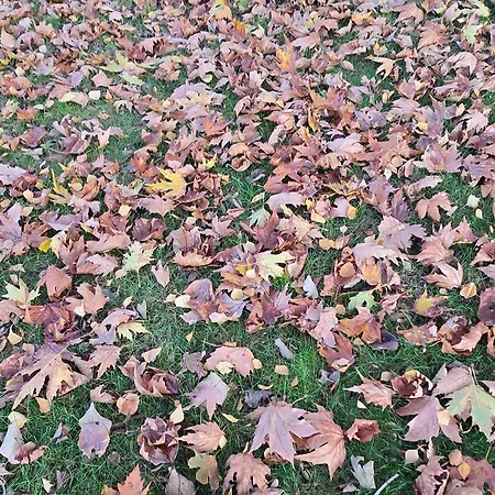 Galeria In The Garden Gæstehus