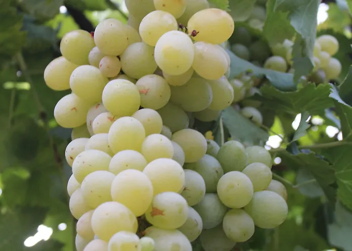 Galeria In The Garden Gæstehus 4*