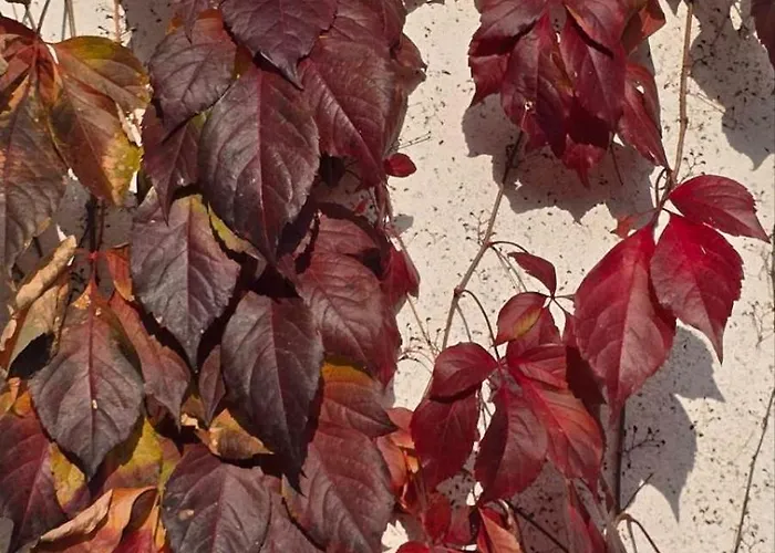 Galeria In The Garden