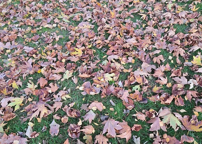 Galeria In The Garden Gæstehus