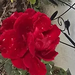 Къща за гости Galeria In The Garden 4*