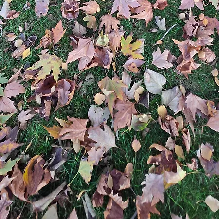 招待所 Galeria In The Garden 普罗夫迪夫