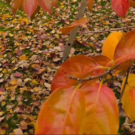 Galeria In The Garden Casa de hóspedes 4*