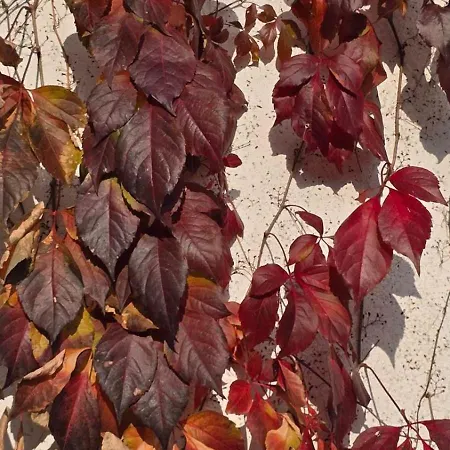Galeria In The Garden