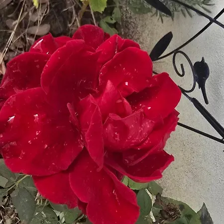 Къща за гости Galeria In The Garden 4*