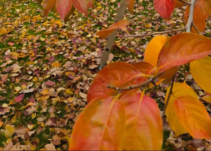 Galeria In The Garden Konukevi 4*